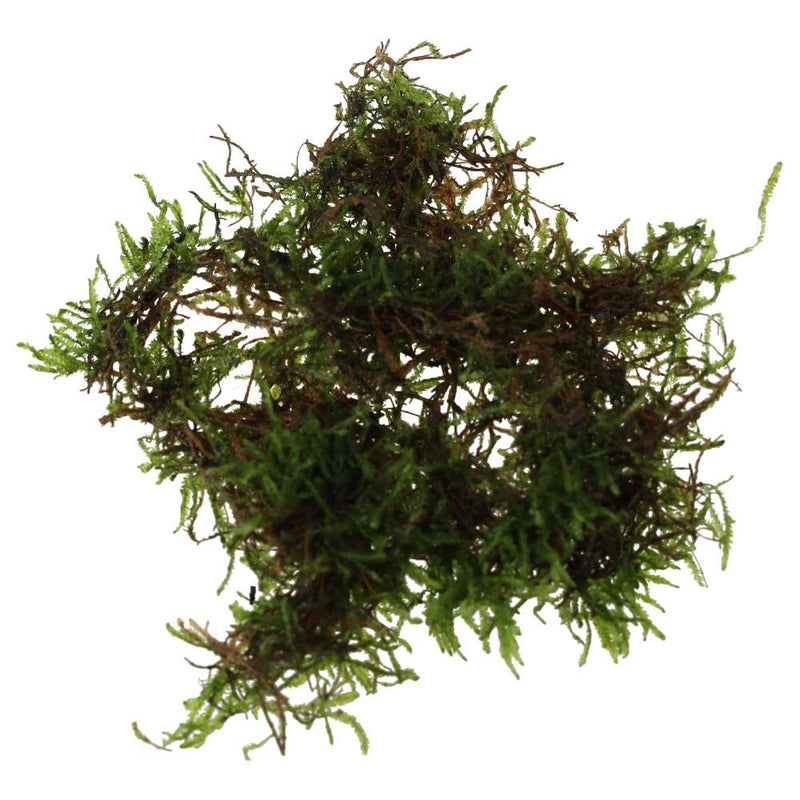 PR Live plant. Javamoss (80cc cup) - Reptiles By Post
