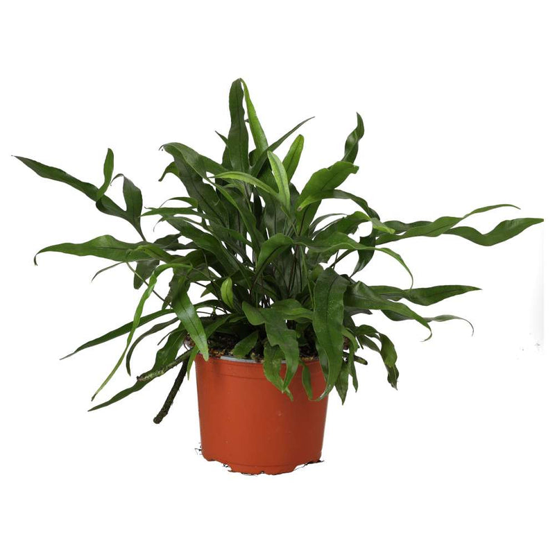 PR Live plant. Kangeroo Fern (Large) - Reptiles By Post