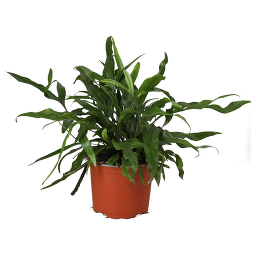 PR Live plant. Kangeroo Fern (Medium) - Reptiles By Post