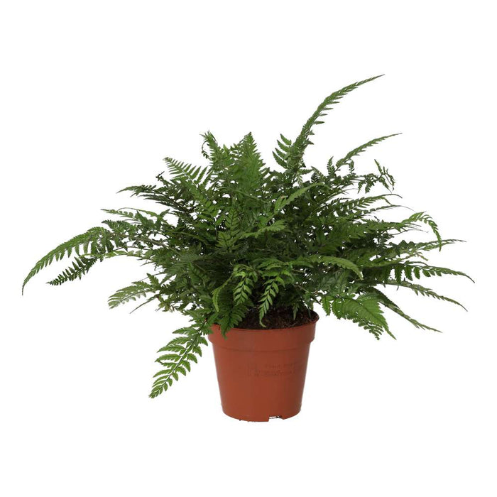 PR Live plant. Korean Rock Fern (Medium) - Reptiles By Post