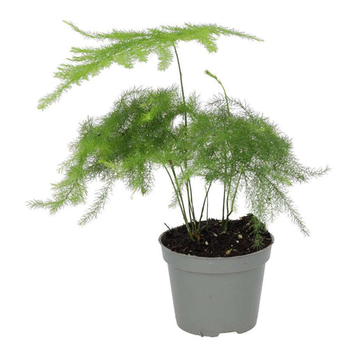 PR Live plant. Lace Asparagus Fern (Small) - Reptiles By Post