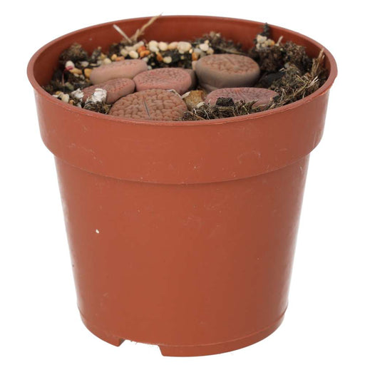PR Live plant. Living Stone (Medium) - Reptiles By Post