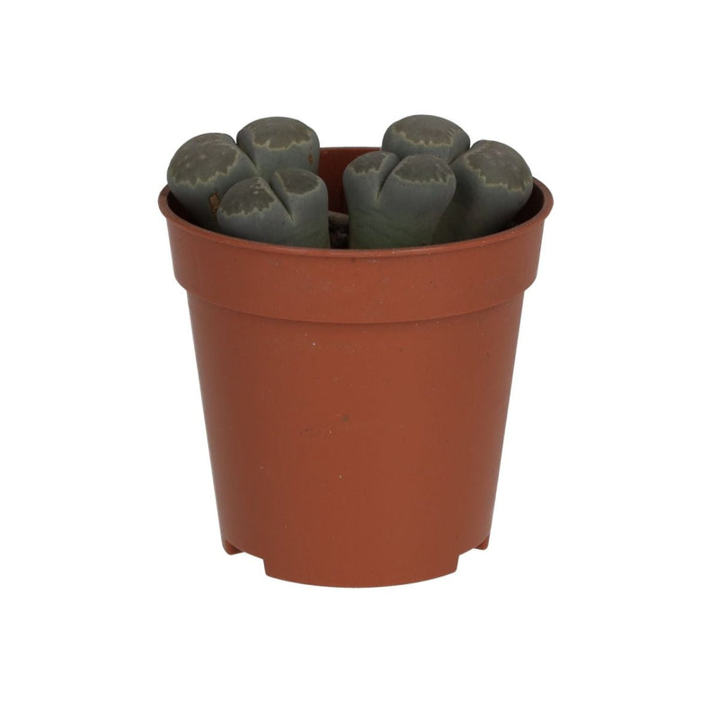 PR Live plant. Living Stone (Small) - Reptiles By Post