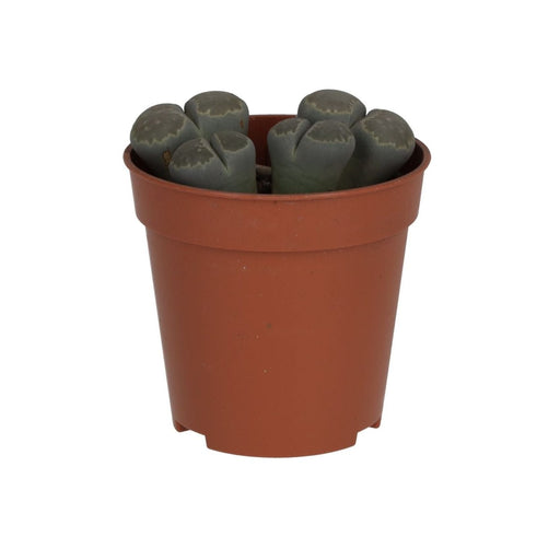 PR Live plant. Living Stone (Small) - Reptiles By Post