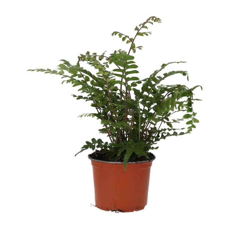 PR Live plant. Mahogany Maidenhair Fern (Large) - Reptiles By Post