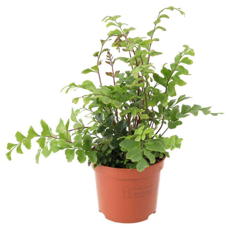PR Live plant. Mahogany Maidenhair Fern (Medium) - Reptiles By Post