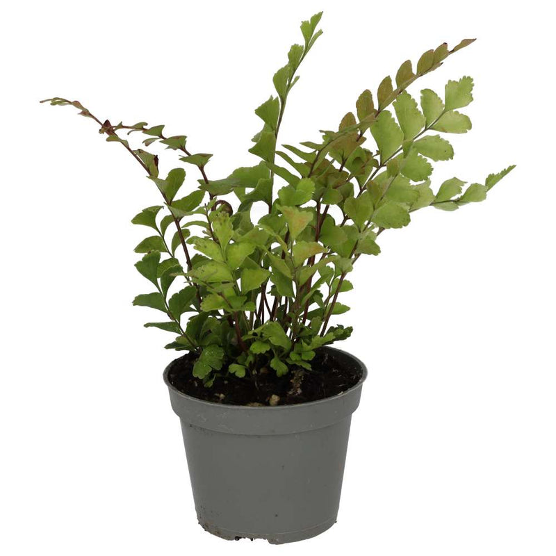 PR Live plant. Mahogany Maidenhair Fern (Small) - Reptiles By Post