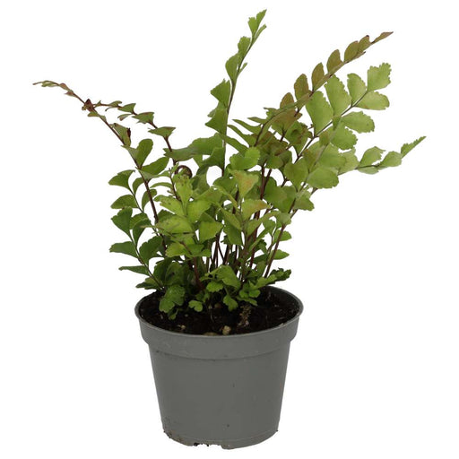 PR Live plant. Mahogany Maidenhair Fern (Small) - Reptiles By Post