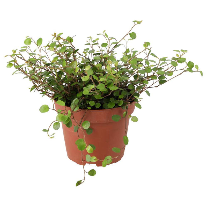 PR Live plant. Maidenhair Vine (Large) - Reptiles By Post