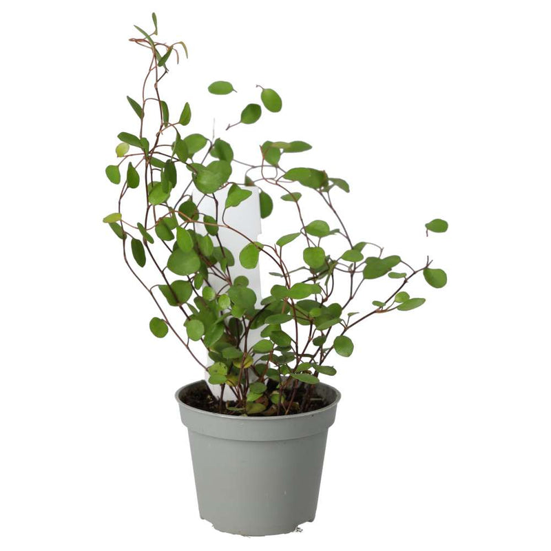 PR Live plant. Maidenhair Vine (Small) - Reptiles By Post