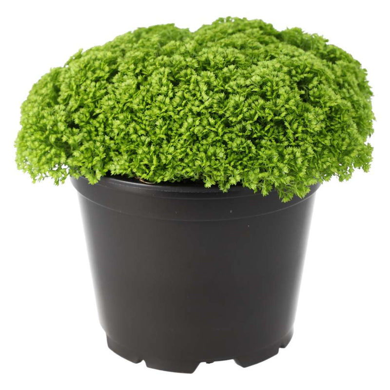 PR Live plant. Meadow Spikemoss (Large) - Reptiles By Post