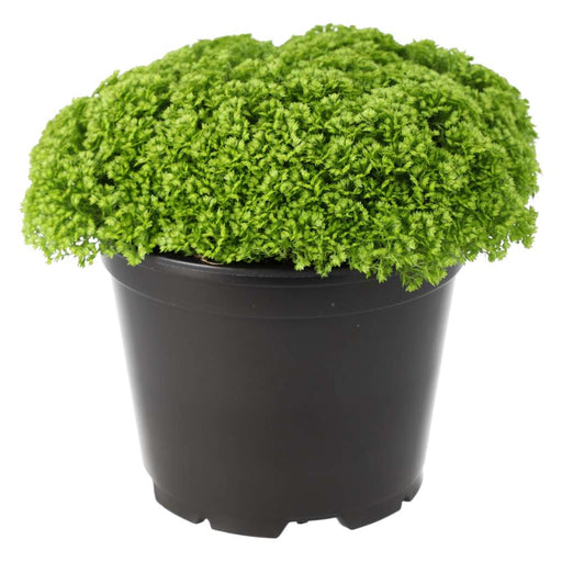 PR Live plant. Meadow Spikemoss (Large) - Reptiles By Post