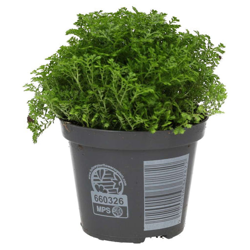 PR Live plant. Meadow Spikemoss (Medium) - Reptiles By Post