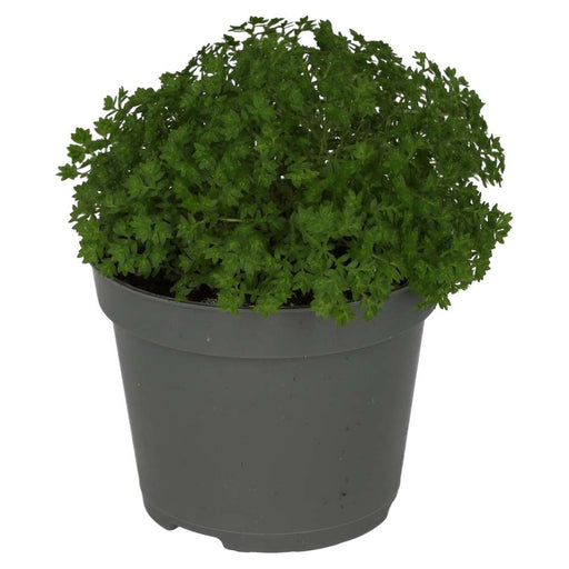 PR Live plant. Meadow Spikemoss (Small) - Reptiles By Post