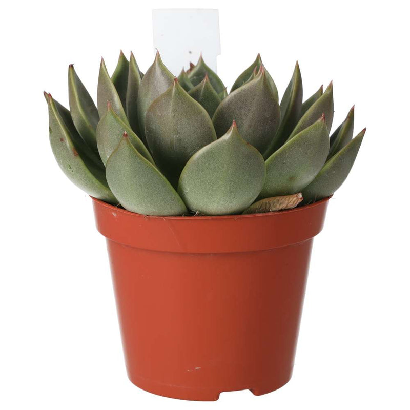 PR Live plant. Molded Wax Agave (Large) - Reptiles By Post