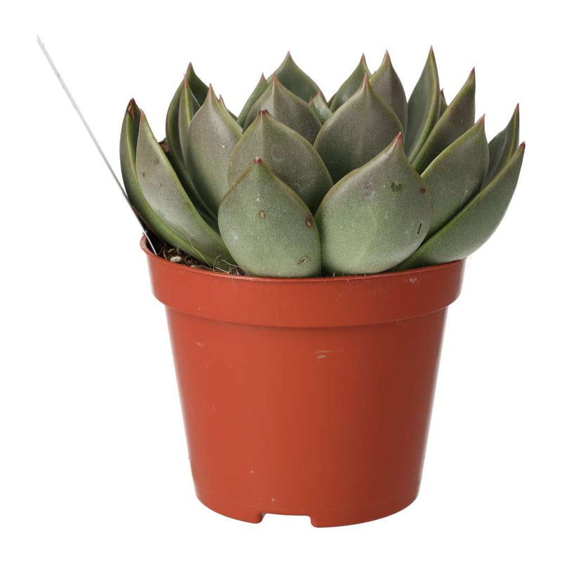 PR Live plant. Molded Wax Agave (Medium) - Reptiles By Post
