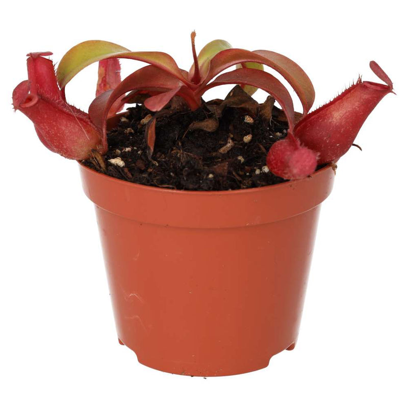 PR Live plant. Monkey Jar 'Bloody Mary' (Medium) - Reptiles By Post