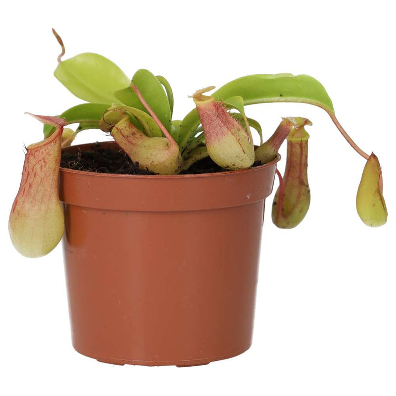 PR Live plant. Monkey Jar 'Gaya' (Medium) - Reptiles By Post