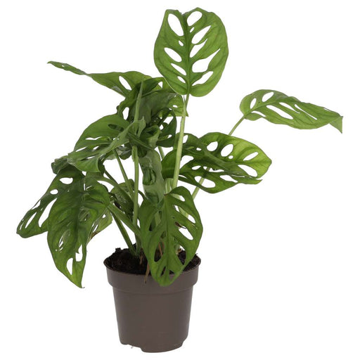 PR Live plant. Monkey Mask Plant (Large) - Reptiles By Post