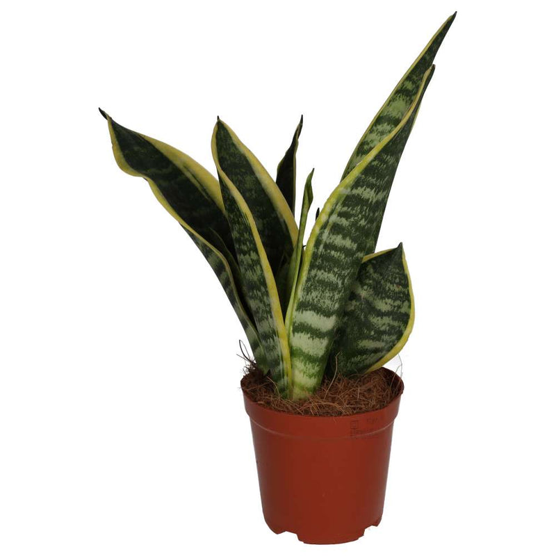 PR Live plant. Mother - in - law's Tongue (Large) - Reptiles By Post
