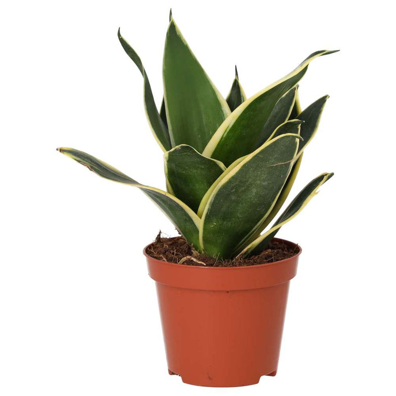 PR Live plant. Mother-in-law's Tongue (Medium) - Reptiles By Post