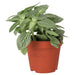 PR Live plant. Nerve Plant (Medium) - Reptiles By Post