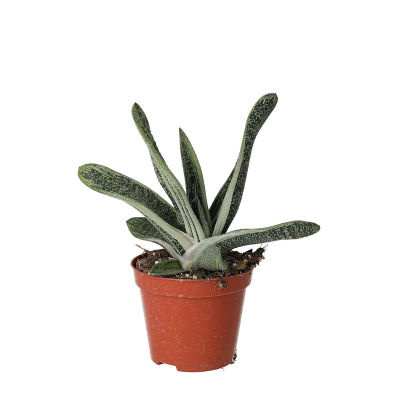 PR Live plant. Ox Tongue Gasteria (Medium) - Reptiles By Post
