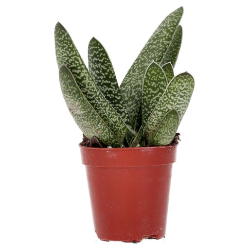 PR Live plant. Ox Tongue Gasteria (Small) - Reptiles By Post