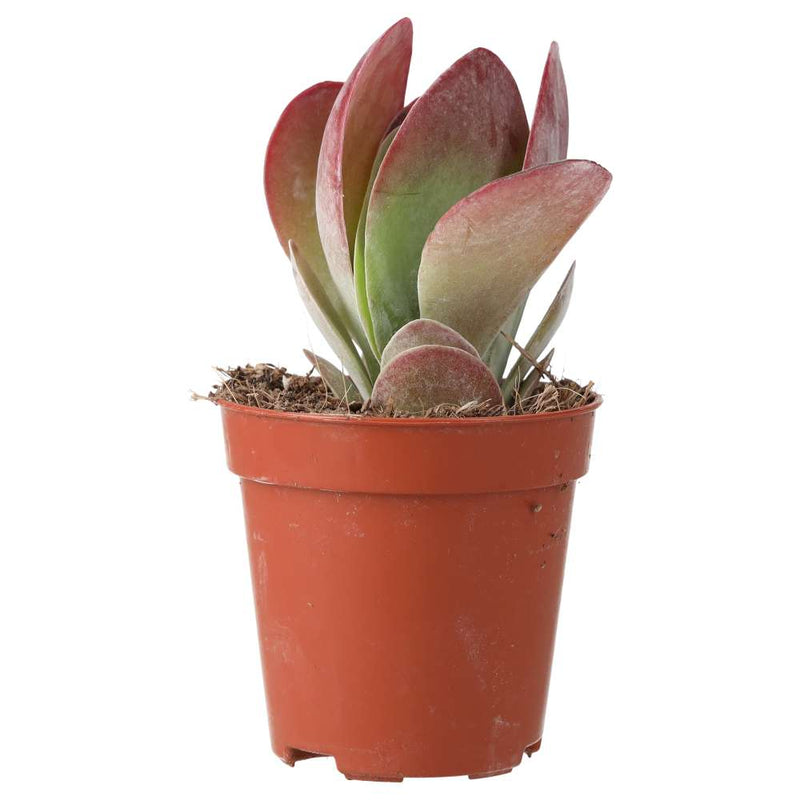 PR Live plant. Paddle Plant (Small) - Reptiles By Post