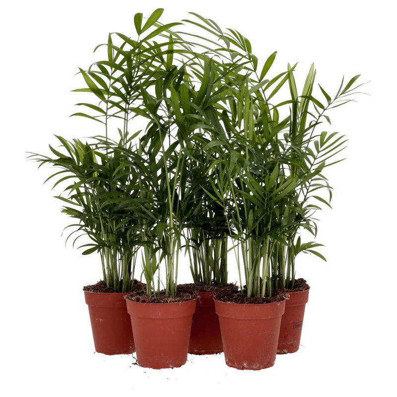 PR Live plant. Parlour Palm *Bundle 5* - Reptiles By Post