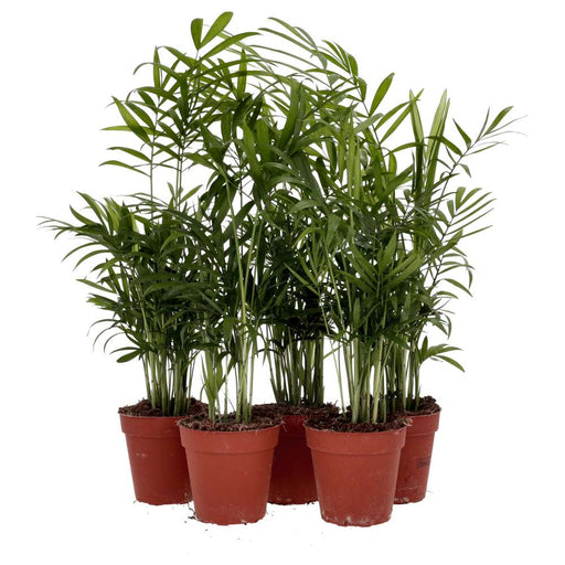 PR Live plant. Parlour Palm *Bundle 5* - Reptiles By Post