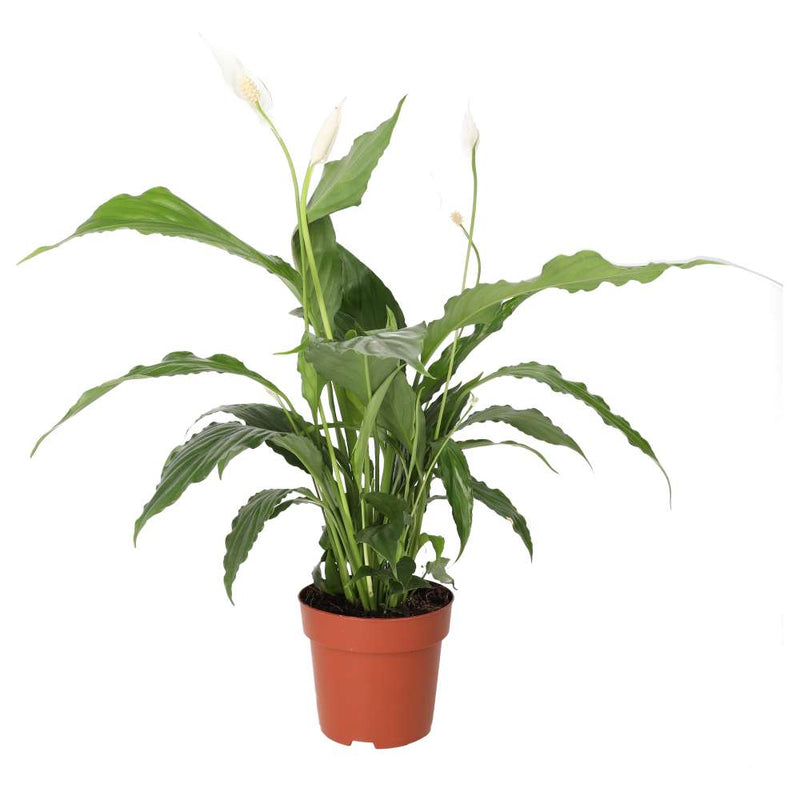 PR Live plant. Peace Lily (Large) - Reptiles By Post