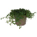 PR Live plant. Peacock Spikemoss (Large) - Reptiles By Post