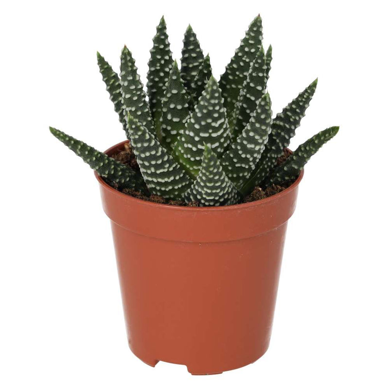 PR Live plant. Pearl Plant (Medium) - Reptiles By Post
