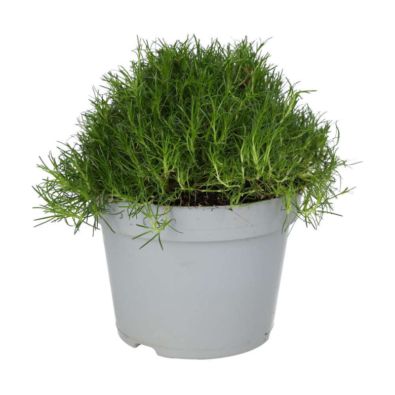PR Live plant. Pearlwort mix (Large) - Reptiles By Post