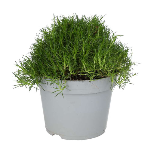 PR Live plant. Pearlwort mix (Large) - Reptiles By Post