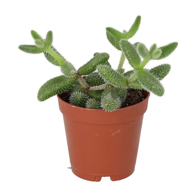 PR Live plant. Pickle Plant (Small) - Reptiles By Post
