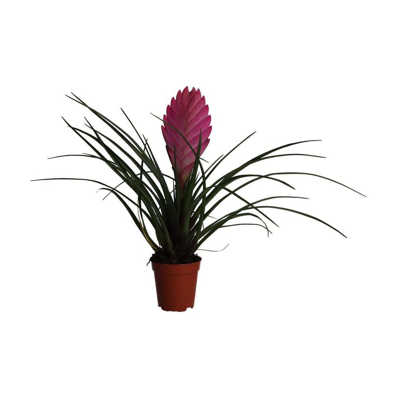 PR Live plant. Pink Quill Bromeliad (Small) - Reptiles By Post
