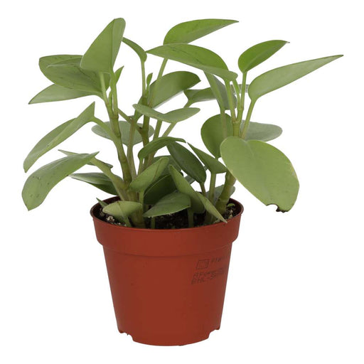 PR Live plant. Pixie Peperomia (Large) - Reptiles By Post