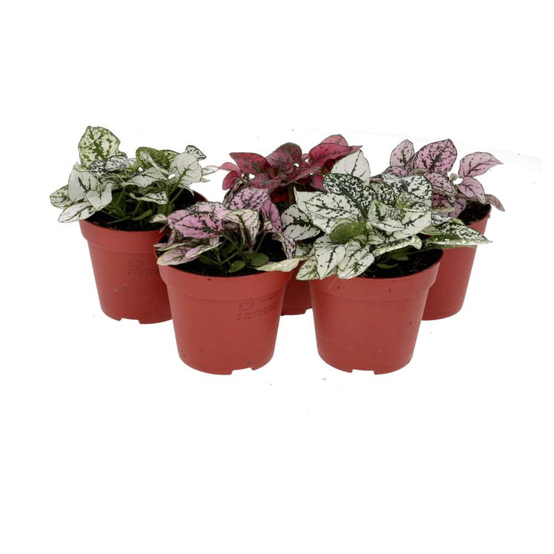 PR Live plant. Polka Dot Plant *Bundle 5* - Reptiles By Post