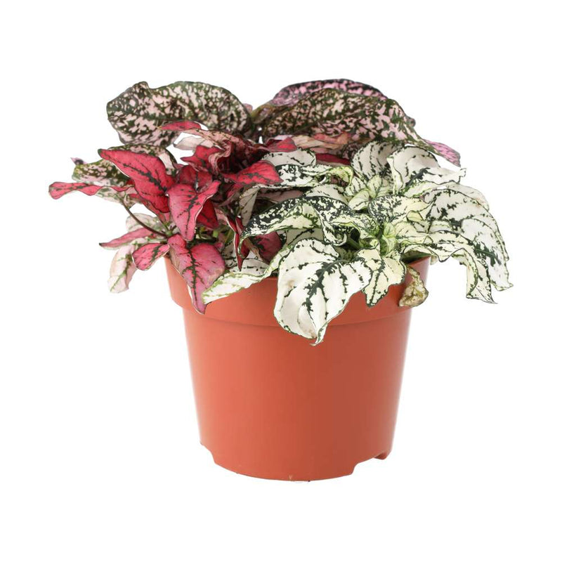 PR Live plant. Polka Dot plant (Large) - Reptiles By Post