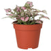 PR Live plant. Polka Dot plant (Medium) - Reptiles By Post