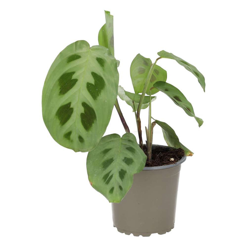 PR Live plant. Prayer Plant (Large) - Reptiles By Post