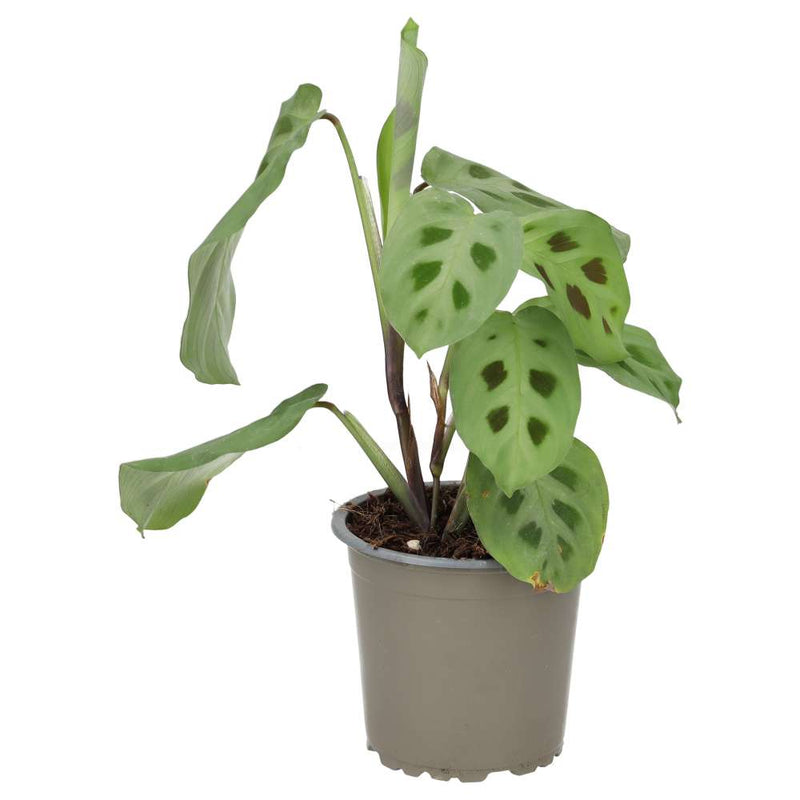 PR Live plant. Prayer Plant (Medium) - Reptiles By Post