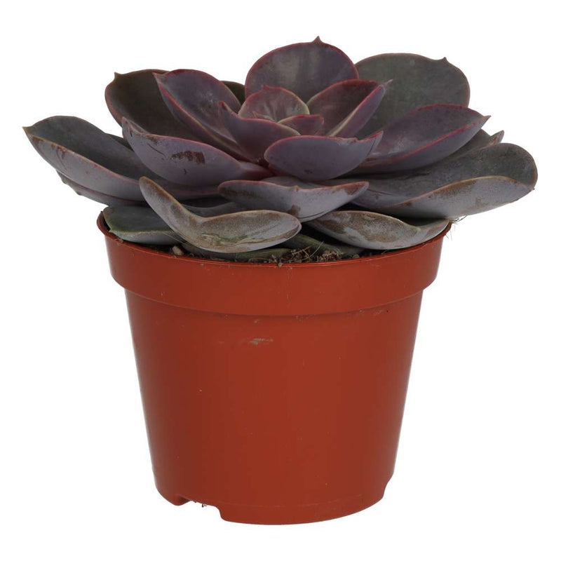 PR Live plant. Purple Echeveria (Medium) - Reptiles By Post
