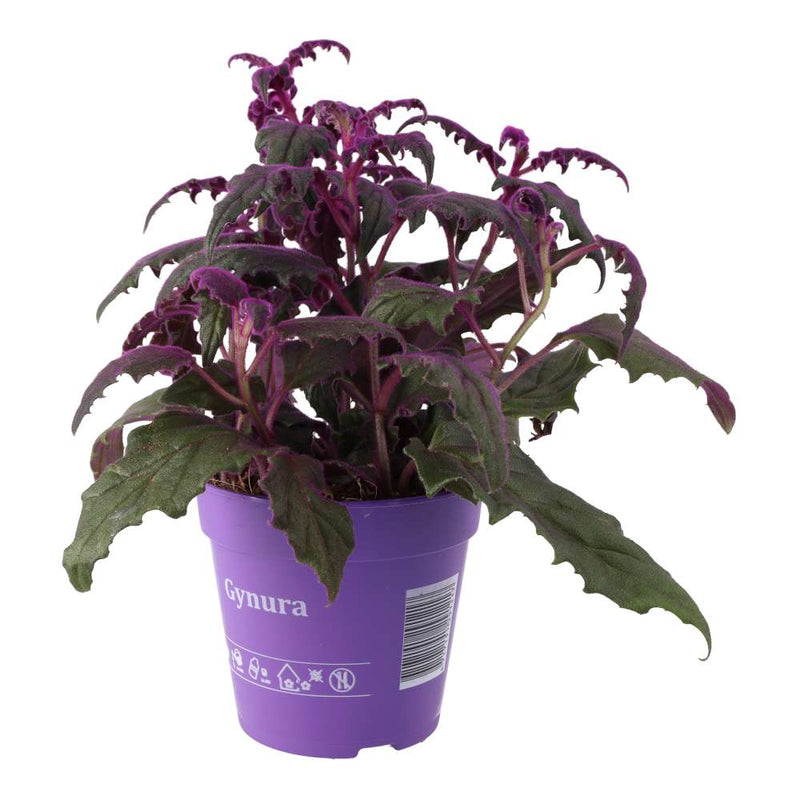 PR Live plant. Purple Velvet Plant (Large) - Reptiles By Post