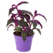 PR Live plant. Purple Velvet Plant (Small) - Reptiles By Post