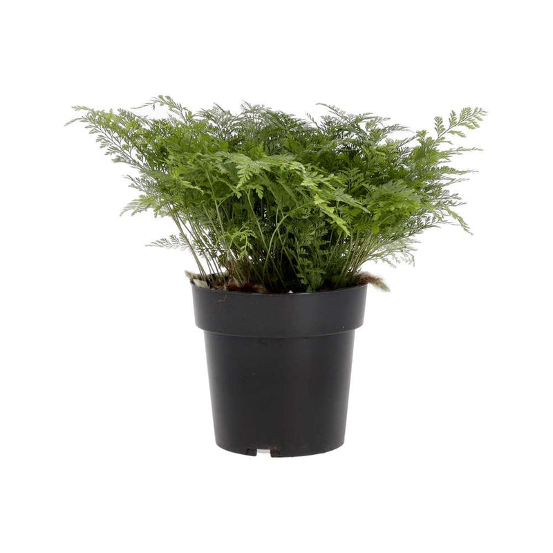 PR Live plant. Rabbit's Foot Fern (Large) - Reptiles By Post