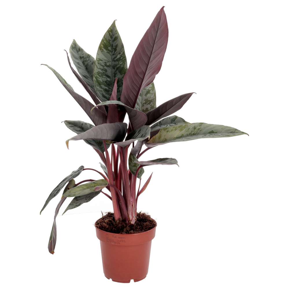 PR Live plant. Red Sword Plant (Large) — Reptiles By Post