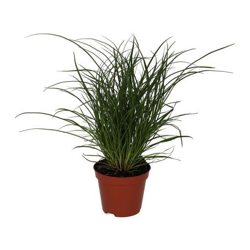 PR Live plant. Sedge Grass (Medium) - Reptiles By Post